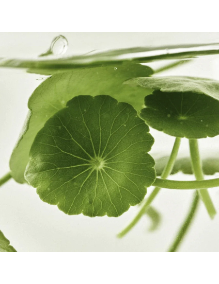 Beauty of Joseon Light On Serum Centella + Vita C 30ml | Sérum illuminateur