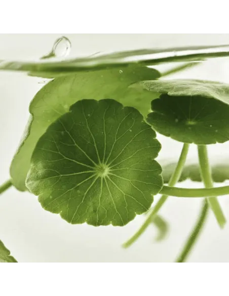 Light On Serum Centella + Vita C | Beauty of Joseon