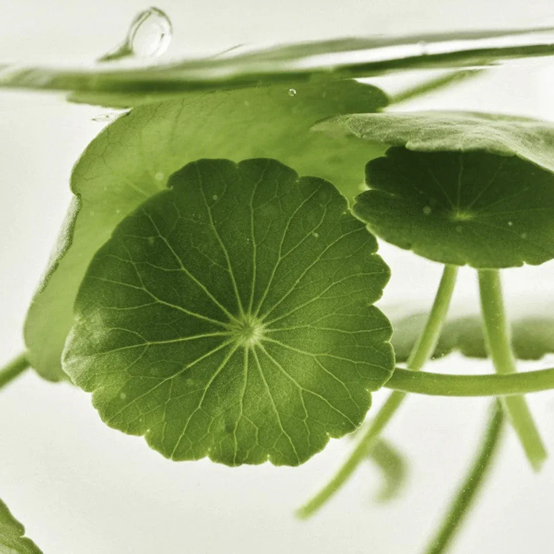 Light On Serum: Centella + Vita C (10ml)